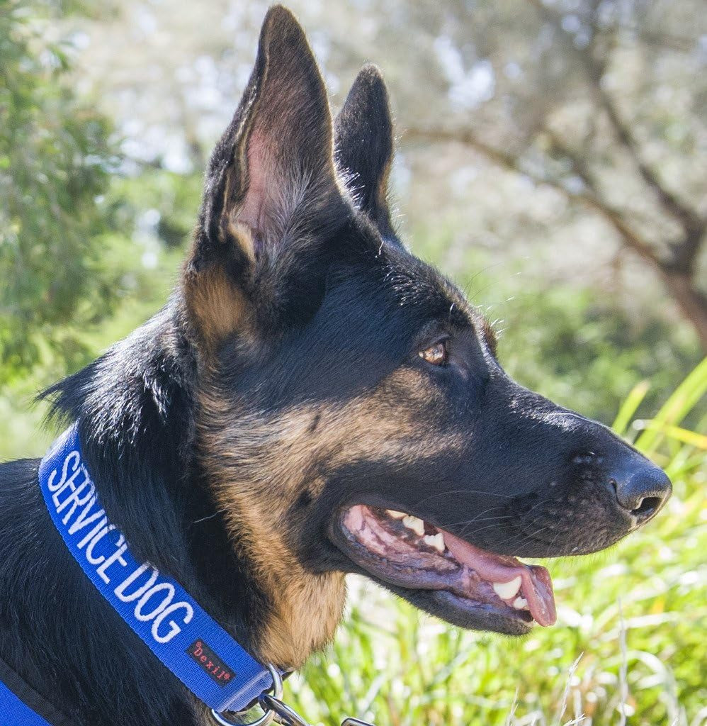 Service Dog Blue Color Coded S-M L-XL Buckle Dog Collar (Do Not Disturb) Prevents Accidents by Warning Others of Your Dog in Advance (L-XL Collar 15-25" Lx1.5 W)