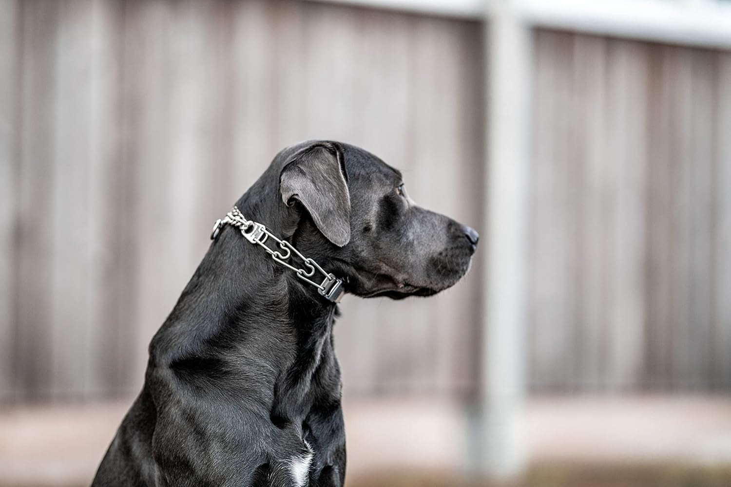 Dog Training Prong Collar with Quick Release Cliclock Buckle and Swivel Ring Adjustable Length German Made Stainless Steel Collar for Small to Medium Dogs up to 15" Neck (2.25Mm Prongs)
