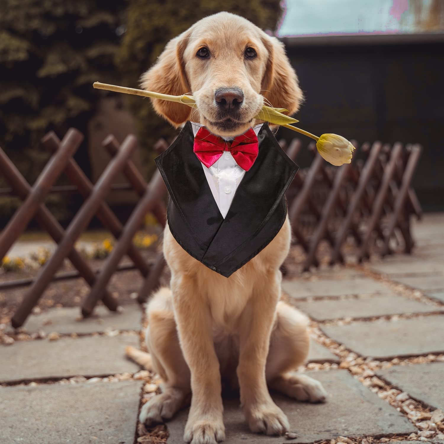 Wedding Tuxedo Large Dog Bandana Scarf Adjustable Cat Collar Neckerchief Pet Dress-Up Clothes Dog Costumes for Wedding Party or Halloween (Red)