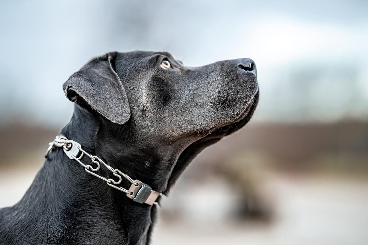 Dog Training Prong Collar with Quick Release Cliclock Buckle and Swivel Ring Adjustable Length German Made Stainless Steel Collar for Small to Medium Dogs up to 15" Neck (2.25Mm Prongs)