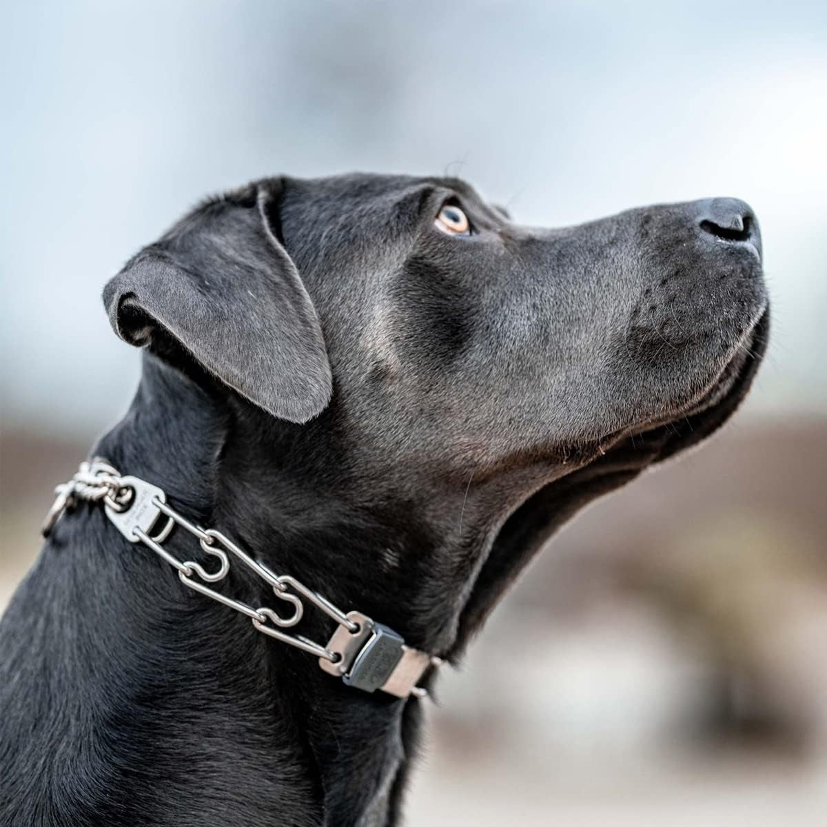 Cliclock Fastener Stainless Steel Buckle for Prong Dog Training Collar & Quick Release with Easy Buckle for Medium Large Dogs (3.0/3.2Mm)