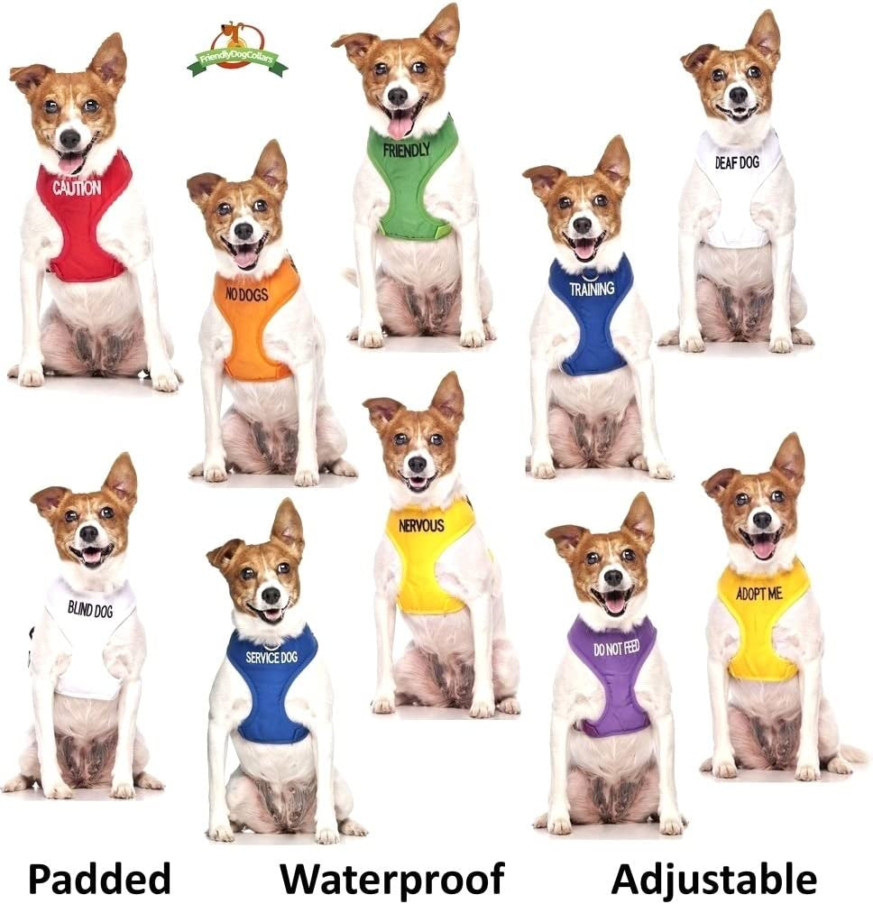 Service Dog Blue Color Coded S-M L-XL Buckle Dog Collar (Do Not Disturb) Prevents Accidents by Warning Others of Your Dog in Advance (L-XL Collar 15-25" Lx1.5 W)